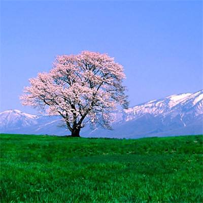 贪玩莽夫手游下载