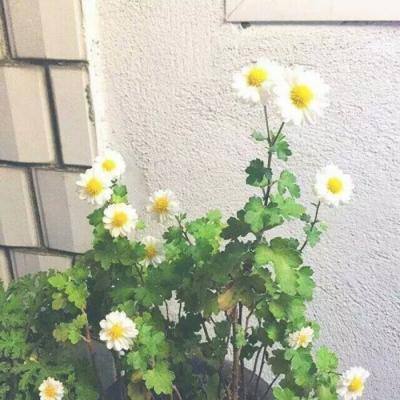 异度王冠果盘版下载